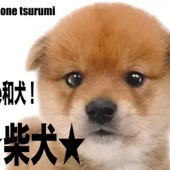 【 柴犬 】これぞ和犬。可愛くて凛々しさも見える男の子！