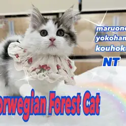 【 ノルウェージャン 】順応性バッチリ！生後85日のおおらか美男子