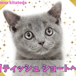 【 ブリティッシュショートヘア 】魅惑のふっくら大福ボディ！穏やか甘えん坊boy