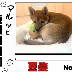 【 マルっと東川口日和No.23 】可愛い仕草と人懐っこさに注目の豆柴ちゃん！