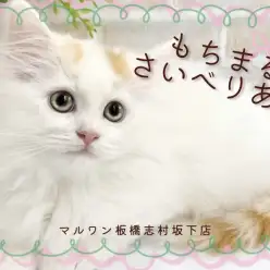 【 サイベリアン 】マイペースと甘えん坊のダブルパンチで皆のこころを鷲掴み！