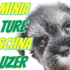 【 ミニチュアシュナウザー 】見た目も性格も癒し系代表！優しさまとう美毛の女の子