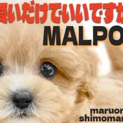 【 マルプー 】ドワーフ体型とぬいぐるみの様なルックスの持ち主は初心者にもお勧め