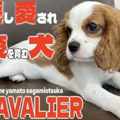 【 キャバリア 】大和市から発信！抱っこが大好き！愛し愛され愛を育む最高の愛犬に