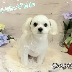 【 城山トリミング 】城山トリミング日和 No.23『ティナちゃん』