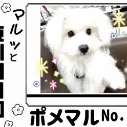 【 マルっと東川口日和No.24 】明るく賢い元気ガール、ポメマルちゃん