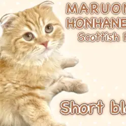 【 スコティッシュフォールド 】遊ぶのが大好きな太陽のように明るい男の子！