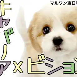 【 キャバション 】争奪戦必至!プレミアムフェイスのプリンセスが東京都に降臨!