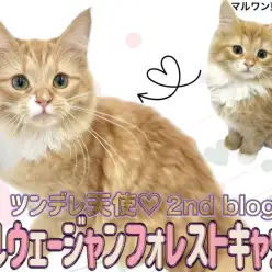 【 ノルウェージャンフォレストキャット 】猫好きさん必見!ツンデレ美猫ノルちゃん