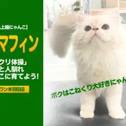 【 ラガマフィン 初心者必見 】「こねくり体操」でスキンシップトレーニング!