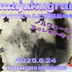 【 イマジュクグラム 】穏やか甘えん坊に成長中！生後3ヶ月を迎えた美形にゃんこ！