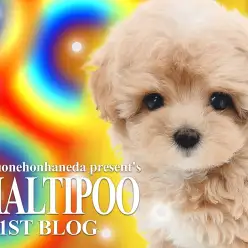 【 マルプー 】カットスタイル無限大!ぬいぐるみを超えた超キュートなプリンセス!