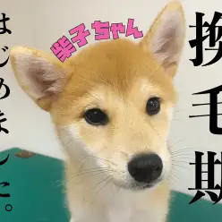 【 柴犬 】夏の風物詩!!ごっそり換毛期、はじめました。