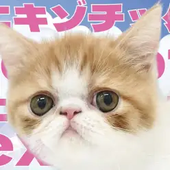 【 エキゾチック 】ぶちゃ顔の癖になる可愛さを横浜元町でご堪能あれ！