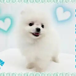 【 ポメラニアン 】最強アザラシポメ降臨！杉並区高井戸で衝撃的な可愛さを目撃せよ