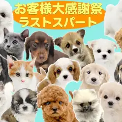 【 お客様大感謝祭 】6月22日まで！感謝祭最終局面！残り2日まで待ったなし！