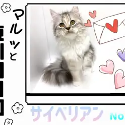 【 マルっと東川口日和No.30 】気品溢れるお嬢様猫のサイベリアン