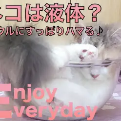 【 スコティッシュフォールド 】ネコは液体？すっぽりハマる姿に悶絶！！