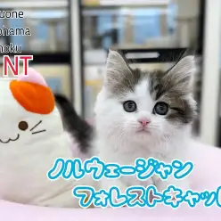 【 ノルウェージャン 】牛柄模様が愛らしい元気な男の子が横浜港北NT店に登場！