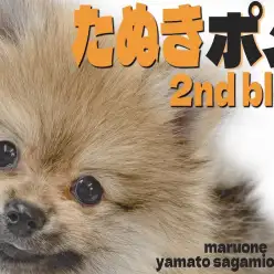 【 ポメラニアン 】可愛さMAX！更に愛らしさを極めたたぬきポメの2ndブログ