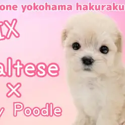 【 マルプー 】マルチーズとトイプードルの癒し系MIX！マルプー登場！