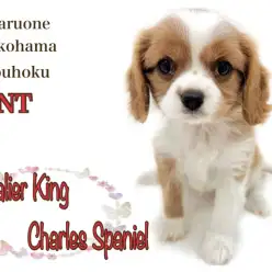 【 キャバリア 】むっちりボディと天真爛漫な性格が魅力！大きな瞳の女の子