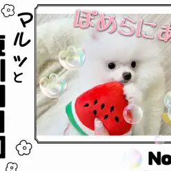 【 マルっと東川口日和No.21 】ブラッシング楽々！片手に収まるポメラニアン