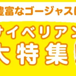 【 サイベリアン特集 】6/26現在在店中のゴージャスにゃんこ！最新動画付き！