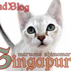 【 シンガプーラ 】仰向け抱っこを習得！超甘えん坊王子の2ndブログ