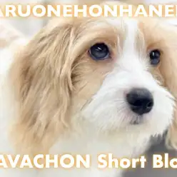 【 MIX 】どこでも触らせてくれる天才ガール！お手入れ優等生のキャバションちゃん