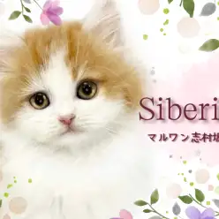 【 サイベリアン 】マイペースと甘えん坊のギャップで魅了するモフモフお姫様登場！
