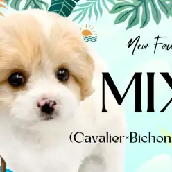 【 キャバション 】2つの犬種の遺伝子をいいとこ取り!甘え上手な元気印の男の子!