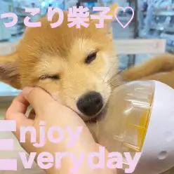 【 柴犬 】コロコロボールがお気に入り!表情豊かな柴子ちゃん!