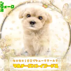 【 MIX 】大人気すぎる！マルプーちゃんをご紹介しちゃいます！