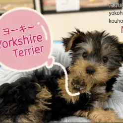 【 ヨークシャーテリア 】生後3ヶ月、動く宝石ヨーキーちゃんの2ndブログ
