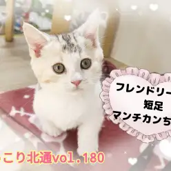 【 ほっこり北通vol.180 】人見知りゼロ！フレンドリーな短足マンチちゃん
