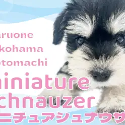 【 ミニチュアシュナウザー】ブラック＆シルバーのアイドルに横浜元町が騒めく！