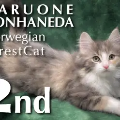 【 ノルウェージャンフォレストキャット 】生後三ヶ月の北欧生まれの美猫の魅力に迫る!