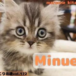 【 ほっこり北通vol.172 】愛嬌120%越え！おっとり癒し系ミヌエット！