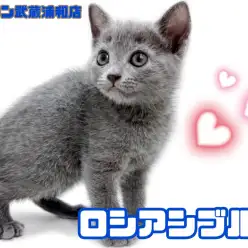 【 ロシアンブルー 】 最高にオシャレなブルー！美しさ際立つ気品あふれる女の子