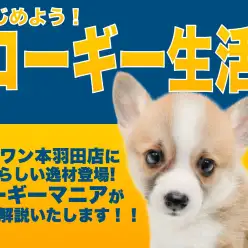 【 コーギー 】毎日が食パンまつり！この体型・この性格は控えめに言って最高です！