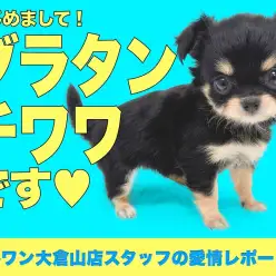 【 チワワ 】王道&レベチ!国宝級の可愛さを持つチワワちゃん!