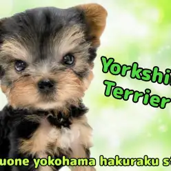 【 ヨークシャーテリア 】クールな見た目の裏に隠れた愛らしさ!