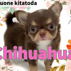 【 チワワ 】チョコタンカラーのミニマムプリンセス！ロングコートチワワ入店！