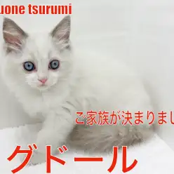 【 ラグドール 】お姫様のような女の子！ご家族が決まりましたが記念に！