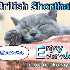 【 ブリティッシュショートヘア 】大倉山のチェシャネコ！脱力タイムズ公開！