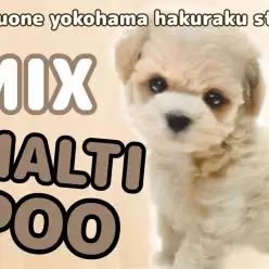 【 マルプー 】超フレンドリーなMIX代表！アイドル級の可愛さを持つマルプー登場