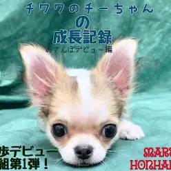 【 チワワ 】それぞれのお散歩デビュー第1弾！ウキウキちーちゃんの巻！