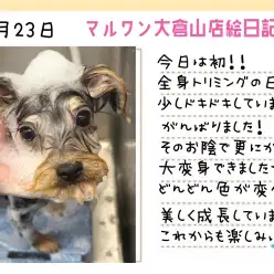 【 ヨーキー 】初の全身カット！！美しいシルバーカラーが輝いてる！
