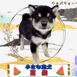 【 豆柴 】小さくってもキリっとイケメンな黒豆ちゃん！